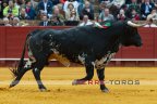 La beauté à l'état pur. Toro de Joaquin Nuñez del Cuvillo.