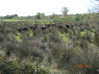 Le taureau de Camargue est le marqueur d'un territoire où la culture est naturellement vivante